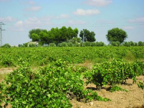 Viñedos en los márgenes del Camino
